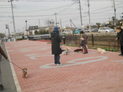 f:id:osyousan:20110330164353j:image