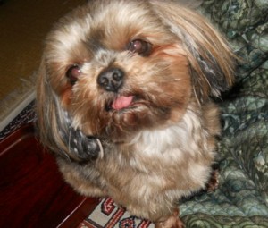 f:id:osyousan:20110330185713j:image:left