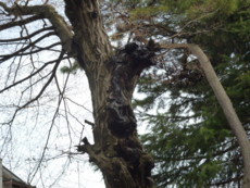 f:id:osyousan:20120330203940j:image:left