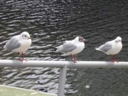 f:id:osyousan:20120330210528j:image:right