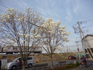 f:id:osyousan:20120330212431j:image:left