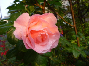 f:id:osyousan:20120510212223j:image:right