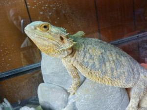f:id:osyousan:20120510212848j:image:right
