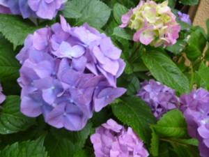 f:id:osyousan:20130611204250j:image:right