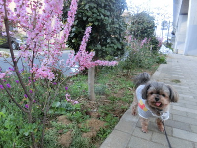 f:id:osyousan:20160326202233j:image