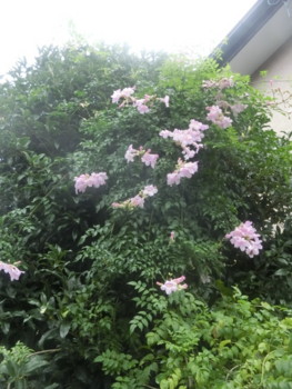 f:id:osyousan:20160923184815j:image
