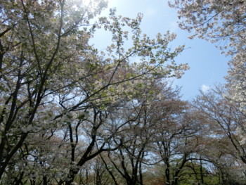 f:id:osyousan:20170415204256j:image