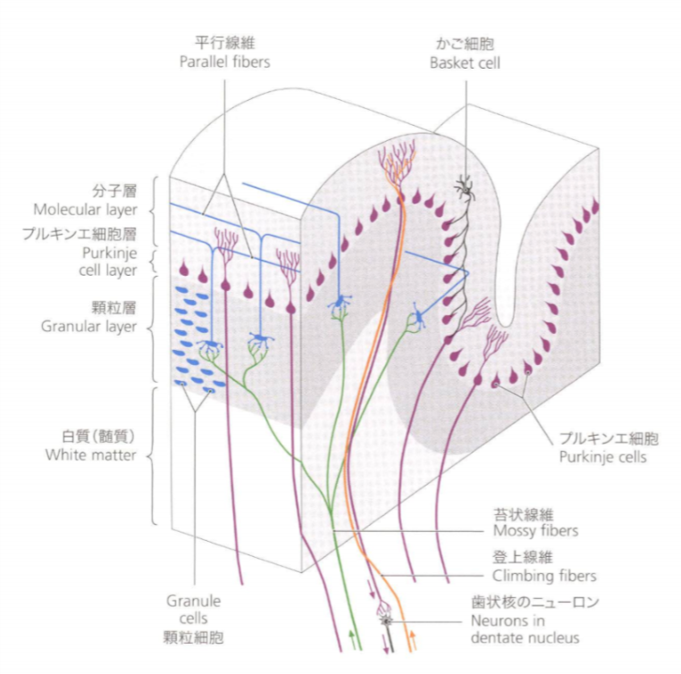 f:id:ot-hiramatsu-rehabilitation:20180427092128p:plain