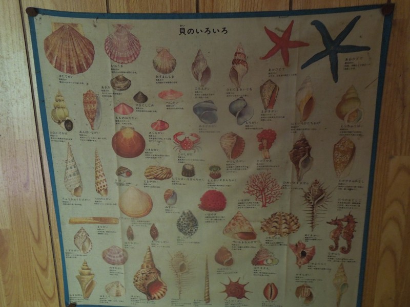 THE SHELL 貝の図鑑（沖縄の貝殻 - otaharuoの日記）