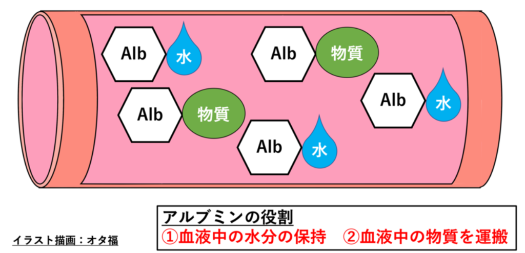 血清アルブミン 働き, 肝臓の働き アルブミン – MUWDNE