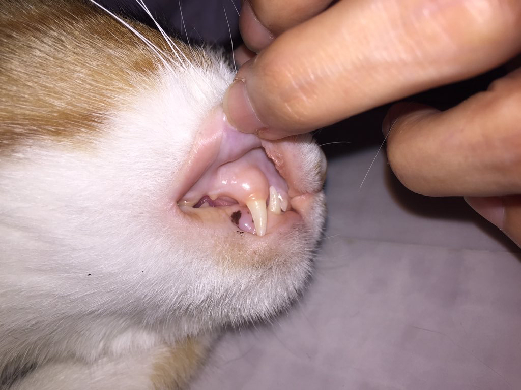 非再生性の貧血】【考察】猫の非再生性貧血を考察してみた - ペットの 