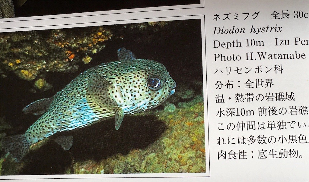 f:id:otakebi13:20161018203154j:image f:id:otakebi13:20161018203154j:image