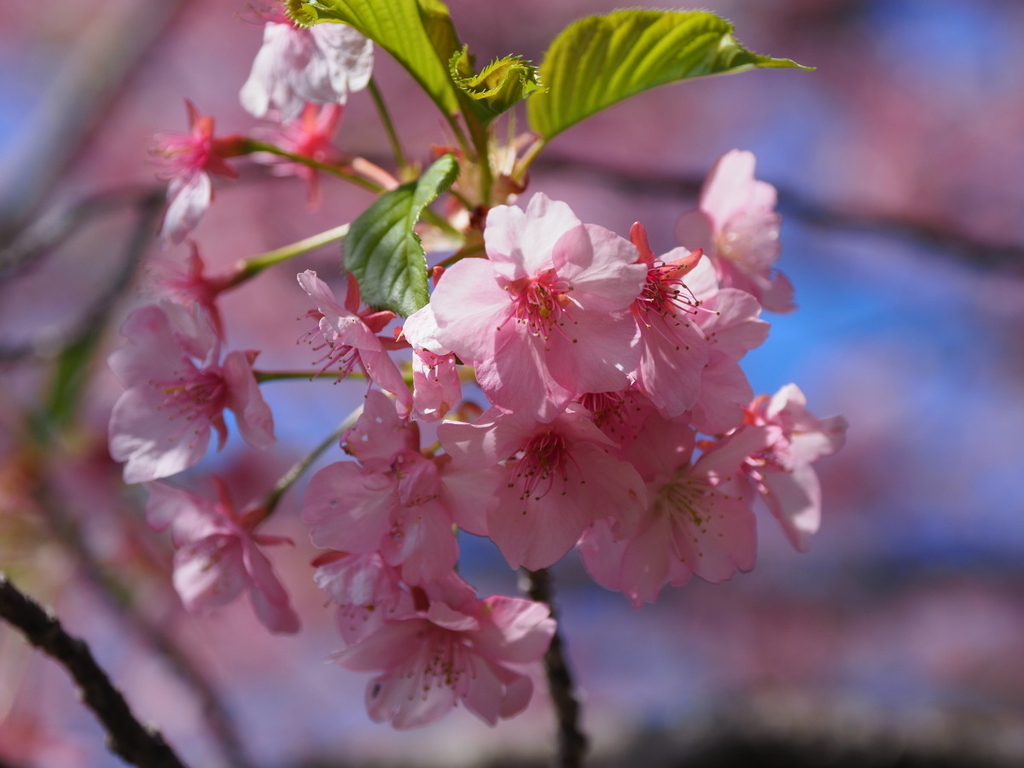 f:id:otaku4160:20190313013234j:plain f:id:otaku4160:20190313013234j:plain