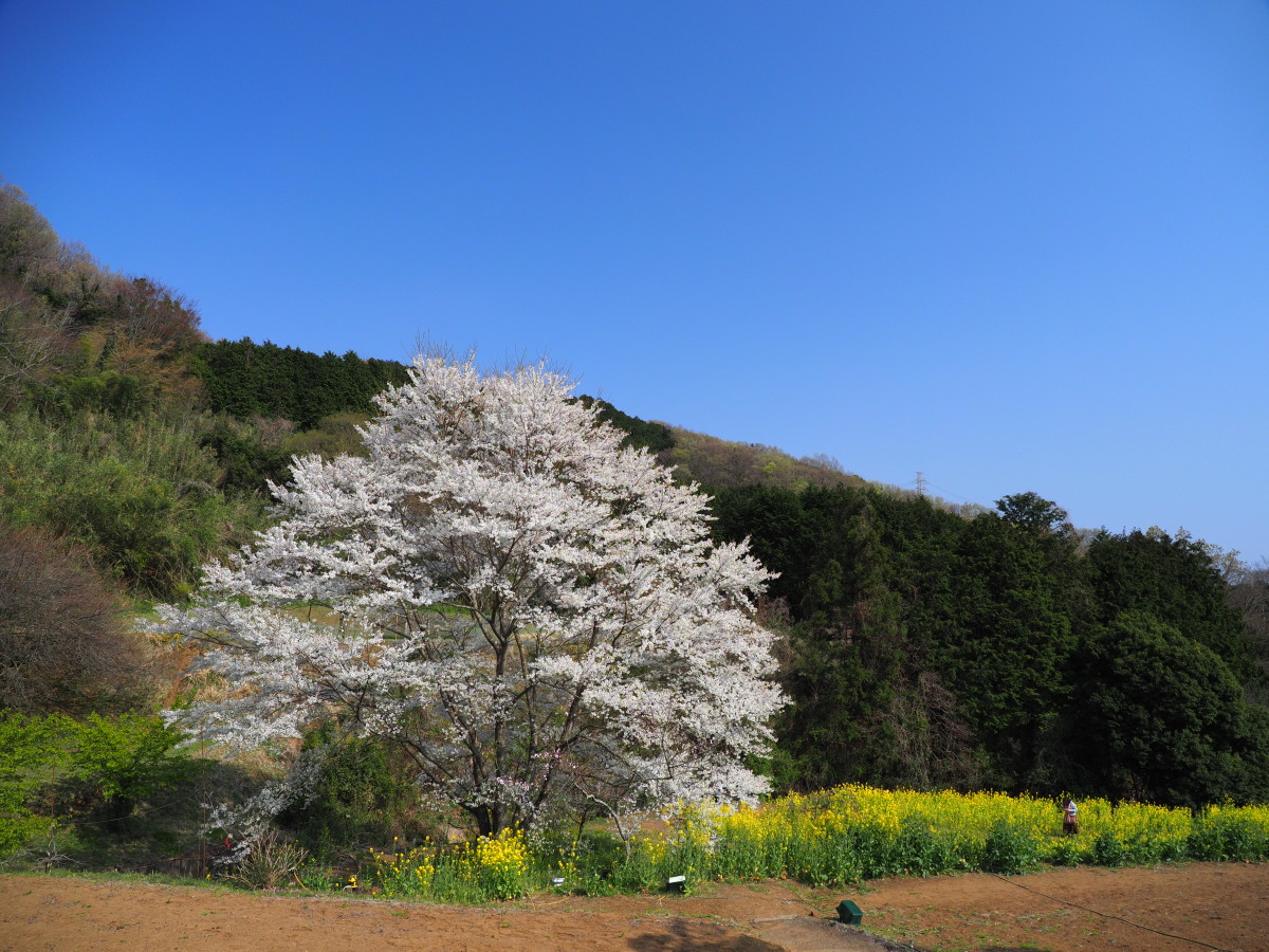 f:id:otaku4160:20190407005128j:plain f:id:otaku4160:20190407005128j:plain