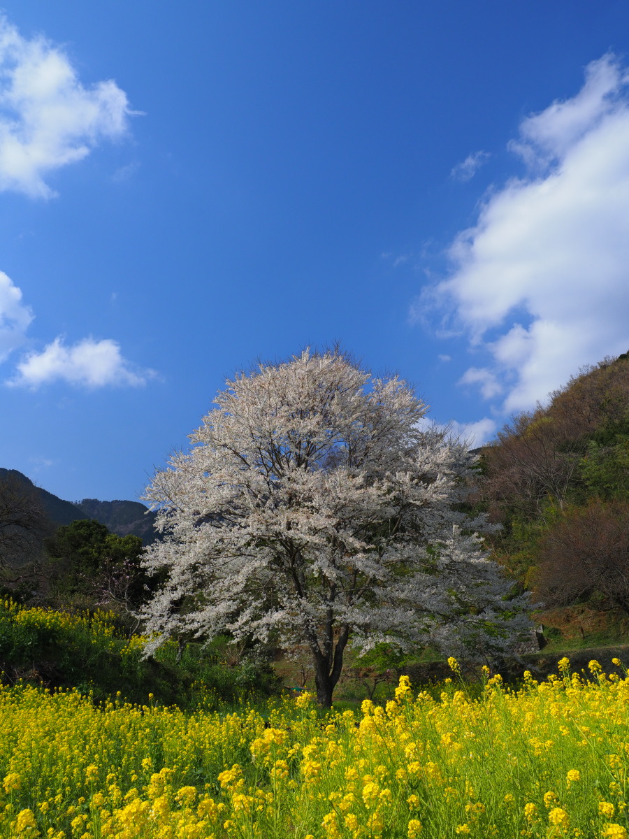 f:id:otaku4160:20190407005131j:plain f:id:otaku4160:20190407005131j:plain