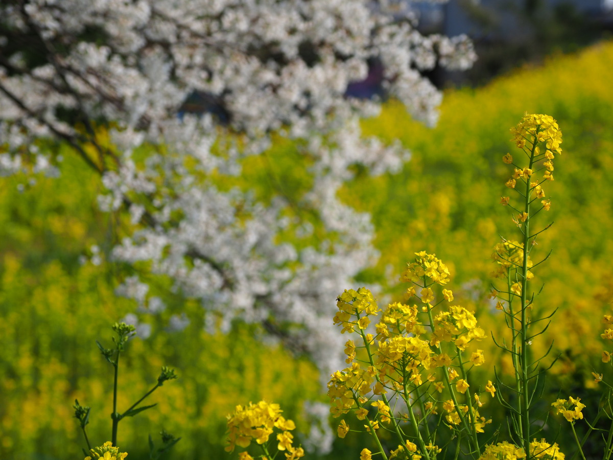 f:id:otaku4160:20190407005135j:plain f:id:otaku4160:20190407005135j:plain