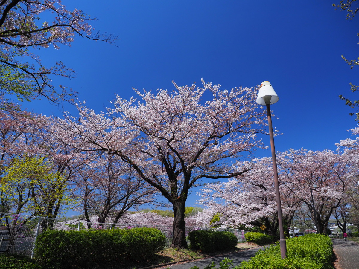 f:id:otaku4160:20190415053248j:plain f:id:otaku4160:20190415053248j:plain