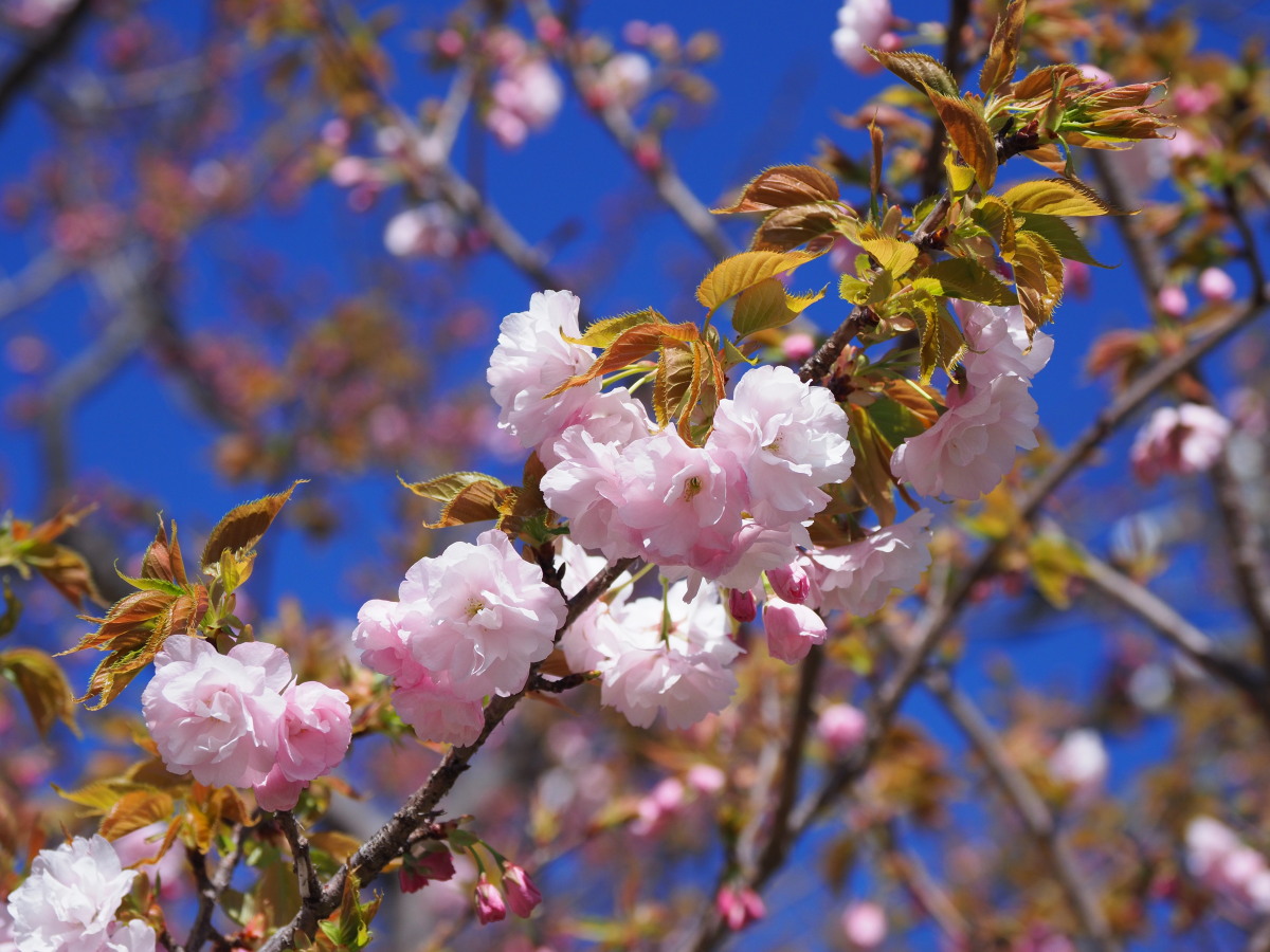 f:id:otaku4160:20190415053259j:plain f:id:otaku4160:20190415053259j:plain
