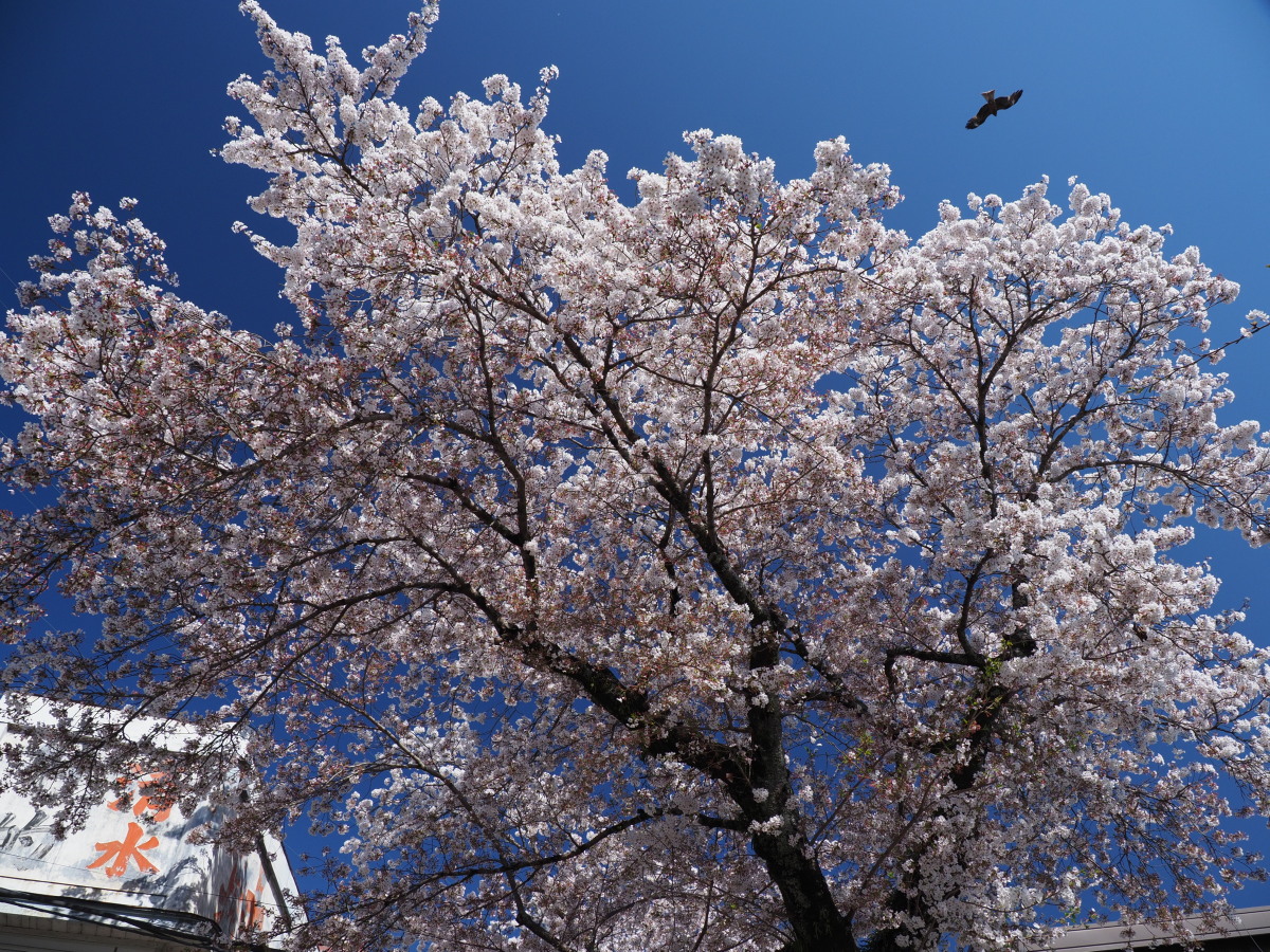 f:id:otaku4160:20190415053440j:plain f:id:otaku4160:20190415053440j:plain