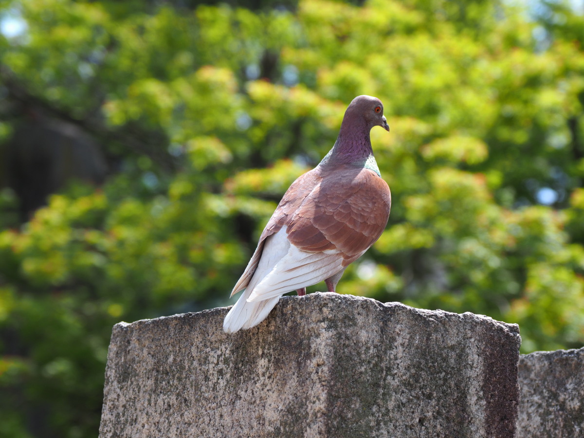 f:id:otaku4160:20190518182539j:plain f:id:otaku4160:20190518182539j:plain