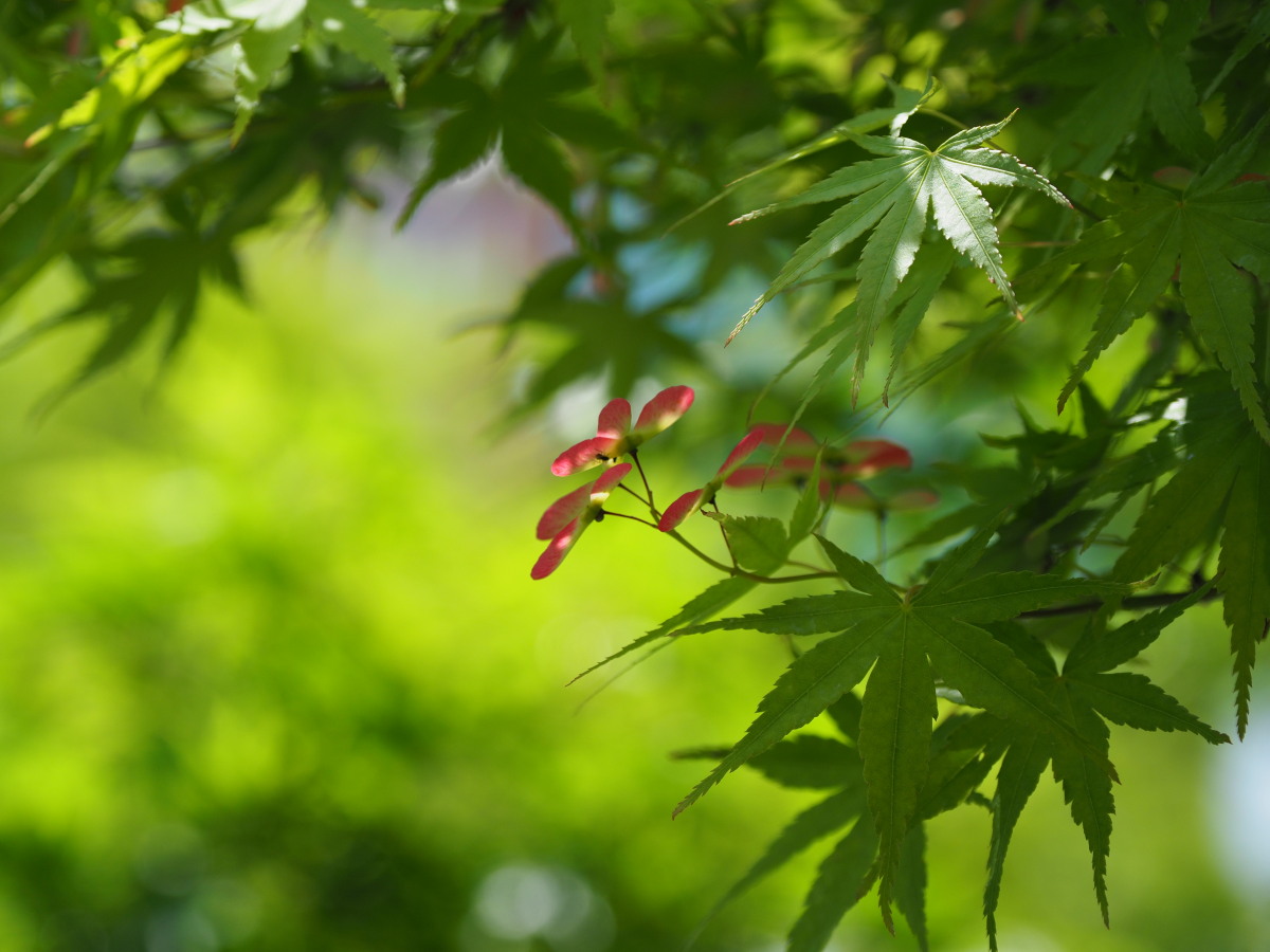 f:id:otaku4160:20190518182600j:plain f:id:otaku4160:20190518182600j:plain