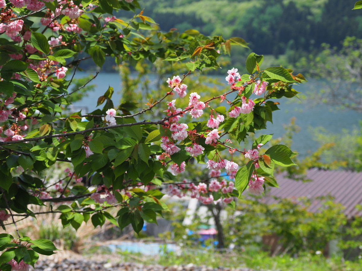 f:id:otaku4160:20190521022253j:plain f:id:otaku4160:20190521022253j:plain