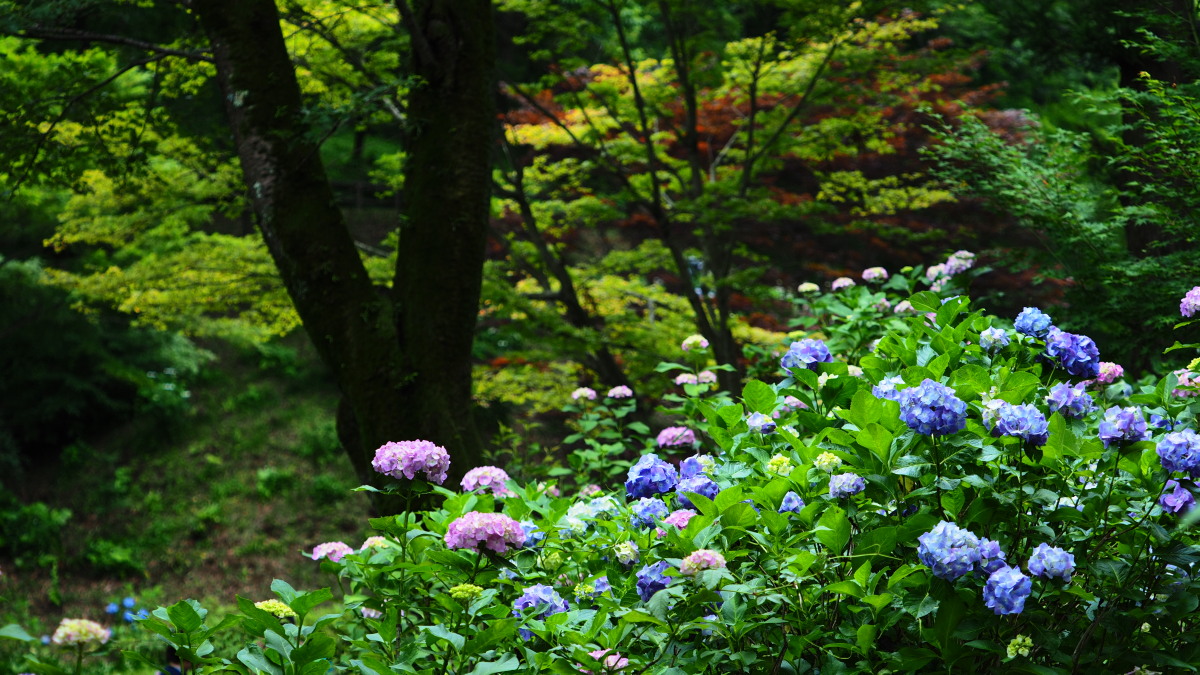 f:id:otaku4160:20190612011719j:plain f:id:otaku4160:20190612011719j:plain