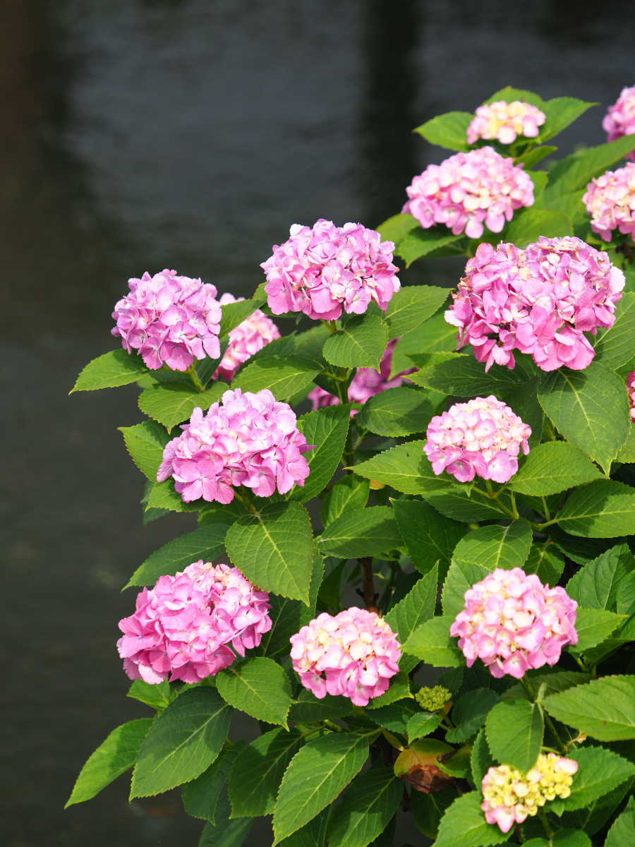 f:id:otaku4160:20190619040902j:plain f:id:otaku4160:20190619040902j:plain