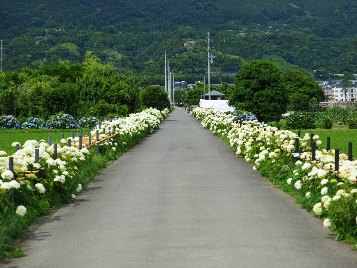 f:id:otaku4160:20190619040909j:plain f:id:otaku4160:20190619040909j:plain