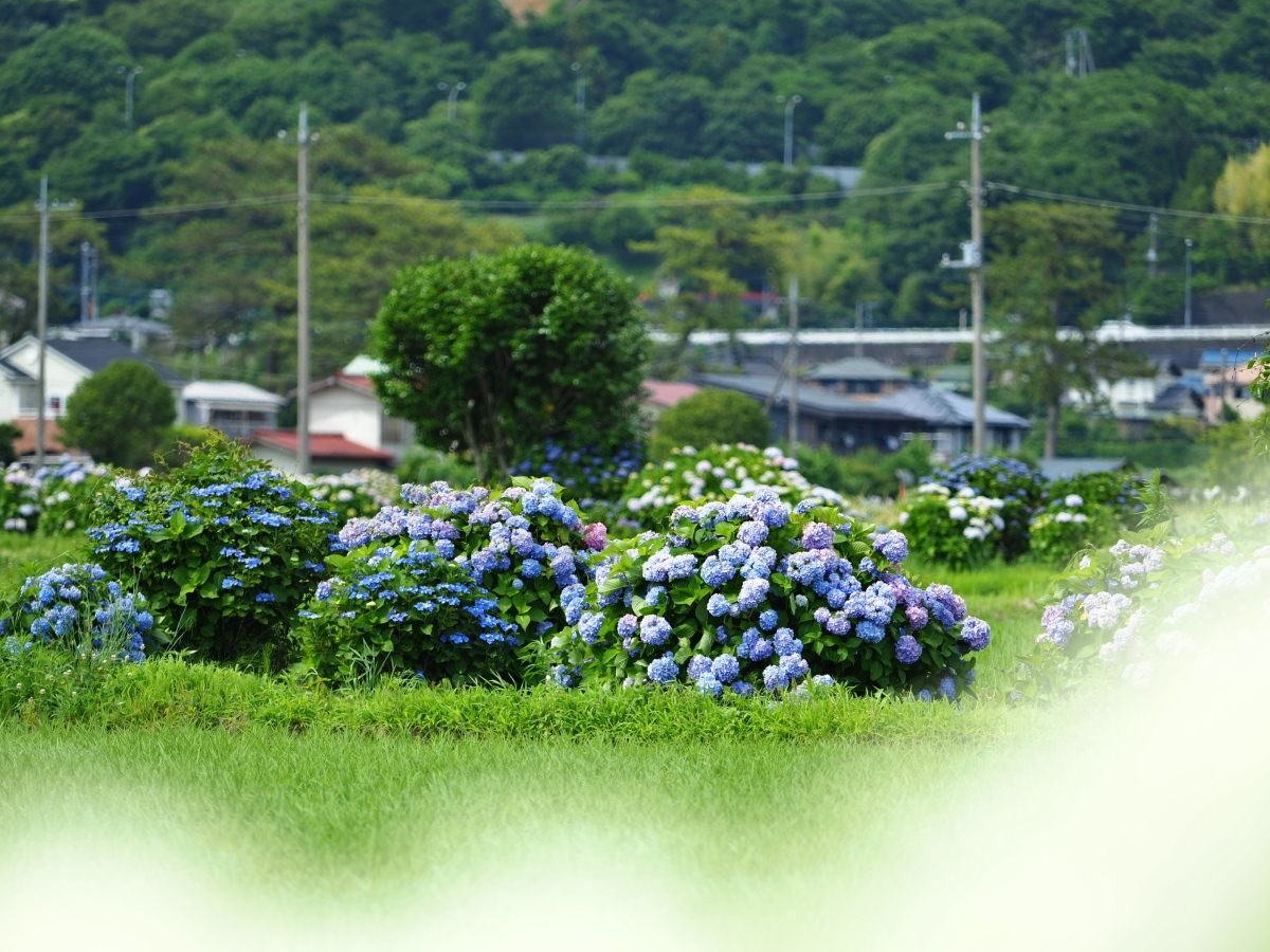 f:id:otaku4160:20190619040912j:plain f:id:otaku4160:20190619040912j:plain