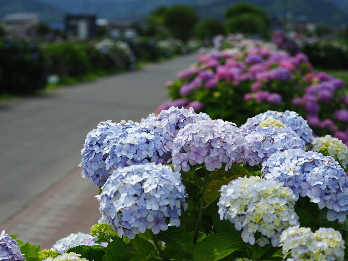 f:id:otaku4160:20190619040915j:plain f:id:otaku4160:20190619040915j:plain
