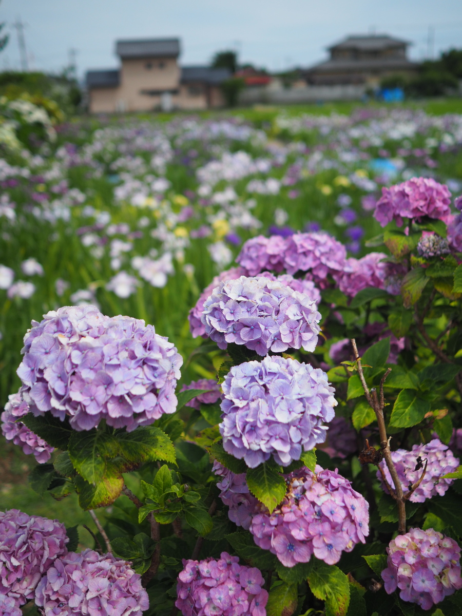 f:id:otaku4160:20190619041006j:plain f:id:otaku4160:20190619041006j:plain