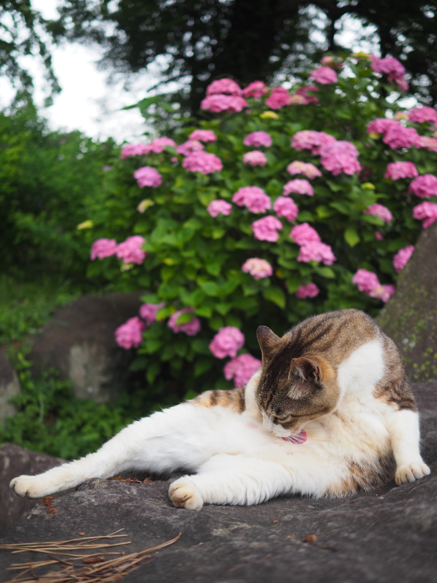 f:id:otaku4160:20190619053157j:plain f:id:otaku4160:20190619053157j:plain