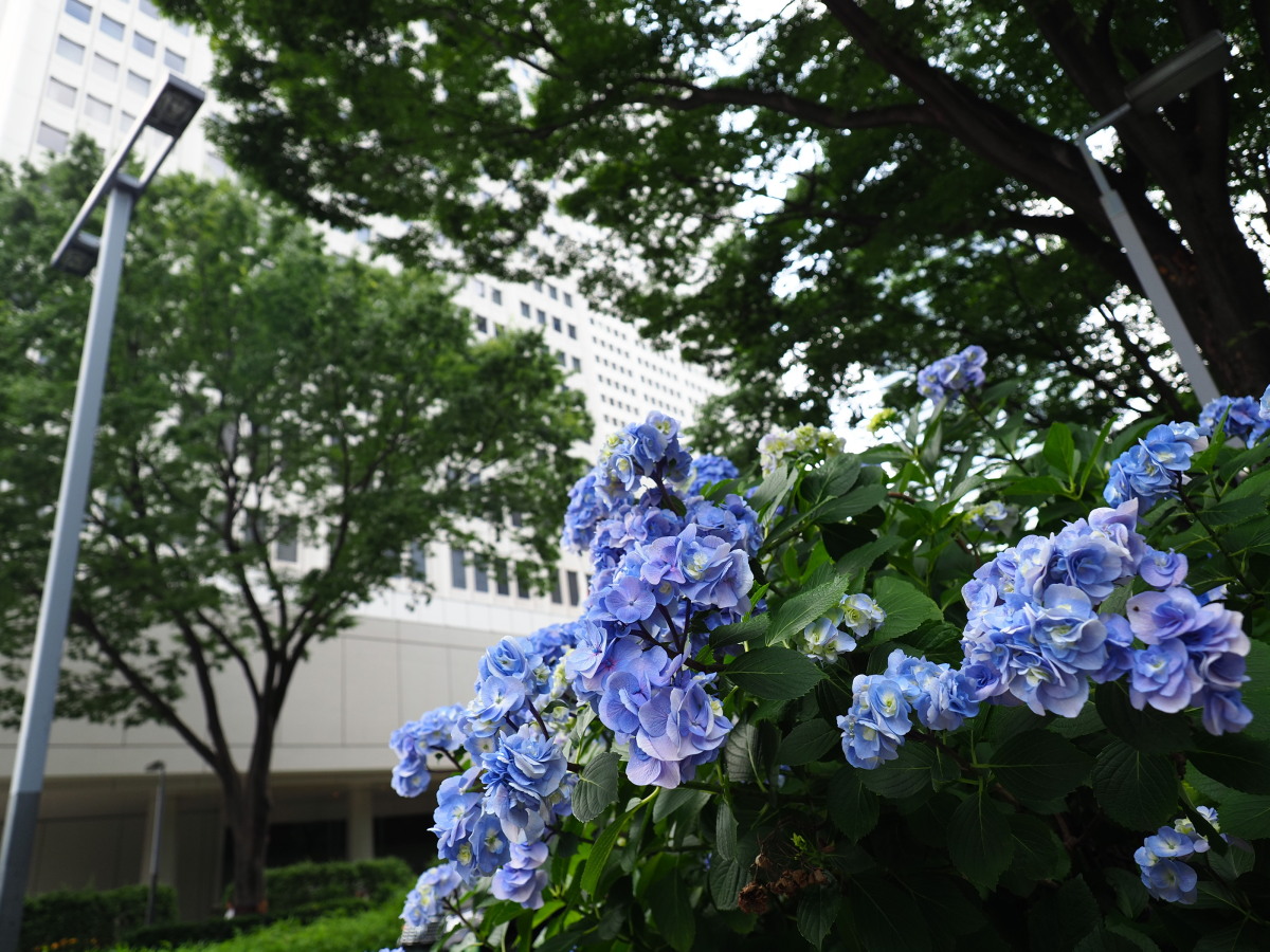 f:id:otaku4160:20190621223423j:plain f:id:otaku4160:20190621223423j:plain