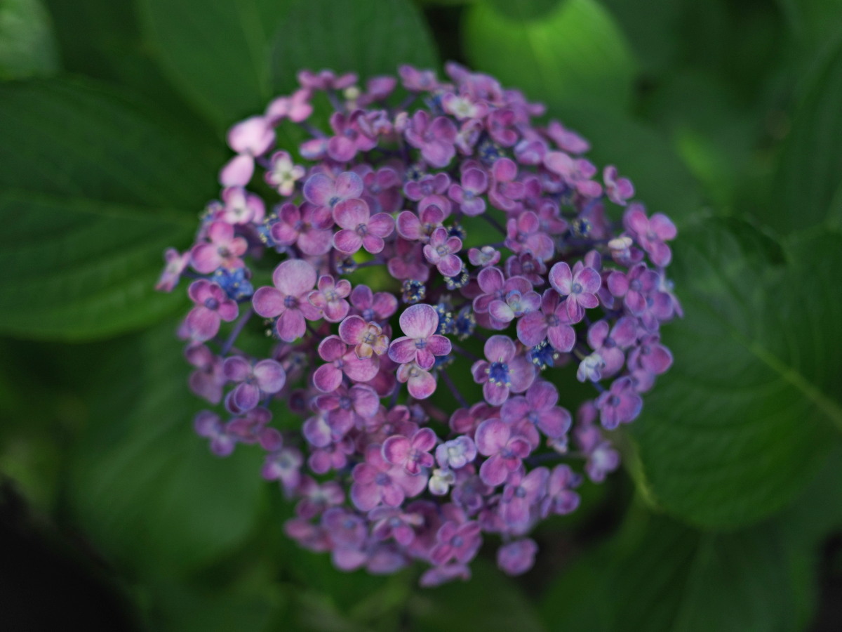 f:id:otaku4160:20190626051533j:plain f:id:otaku4160:20190626051533j:plain