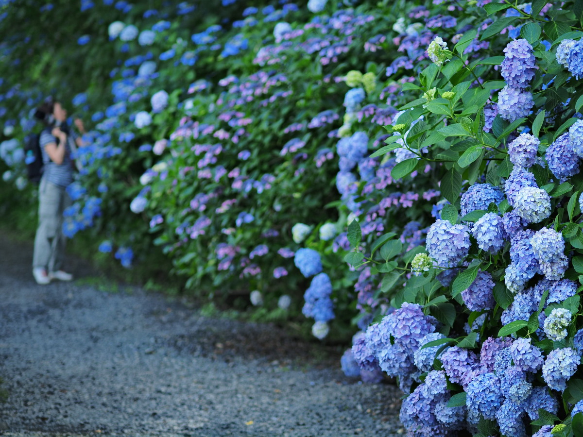 f:id:otaku4160:20190626051539j:plain f:id:otaku4160:20190626051539j:plain