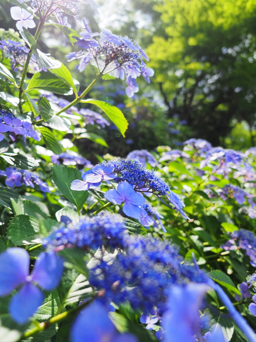 f:id:otaku4160:20190626051546j:plain f:id:otaku4160:20190626051546j:plain