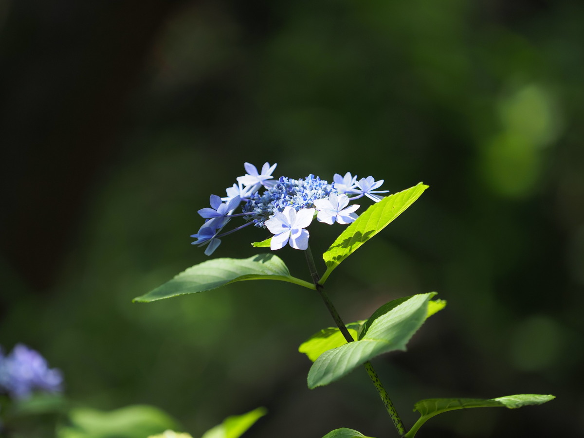 f:id:otaku4160:20190626051556j:plain f:id:otaku4160:20190626051556j:plain