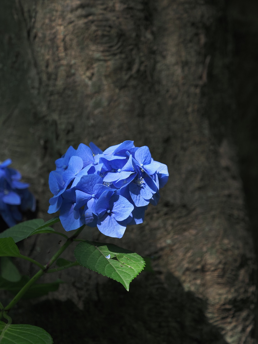 f:id:otaku4160:20190626051559j:plain f:id:otaku4160:20190626051559j:plain