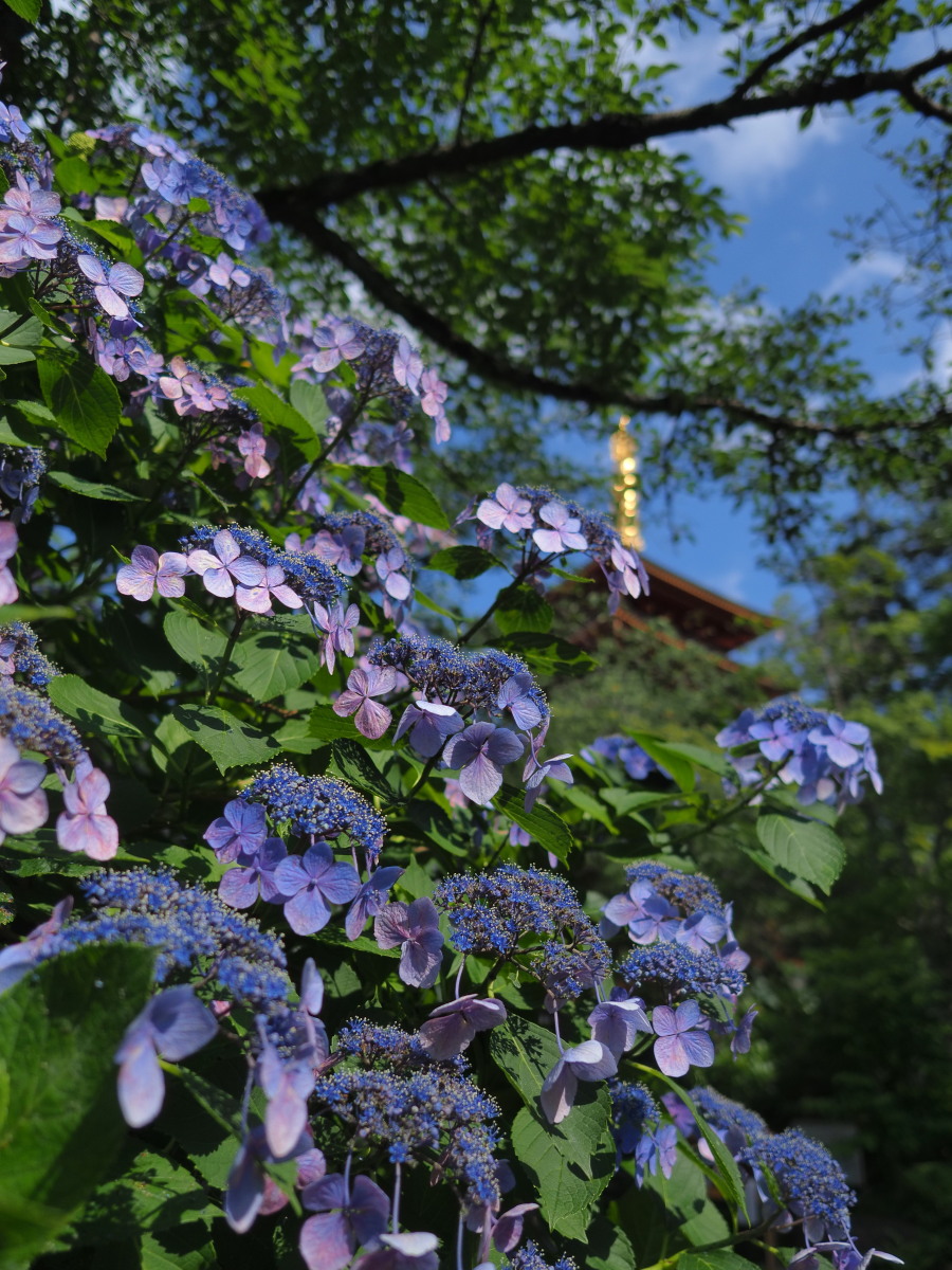 f:id:otaku4160:20190626051606j:plain f:id:otaku4160:20190626051606j:plain