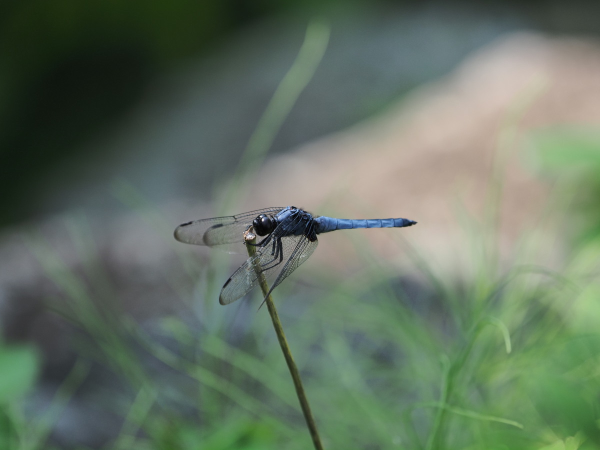 f:id:otaku4160:20190626051618j:plain f:id:otaku4160:20190626051618j:plain