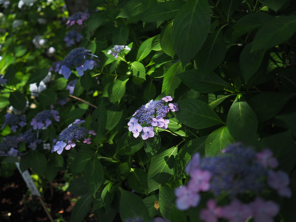 f:id:otaku4160:20190626051633j:plain f:id:otaku4160:20190626051633j:plain