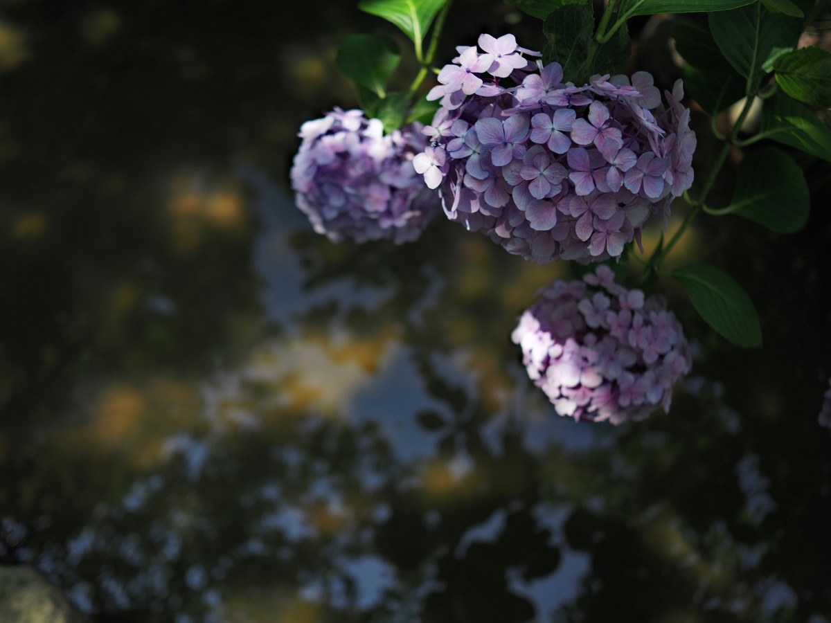 f:id:otaku4160:20190626051636j:plain f:id:otaku4160:20190626051636j:plain
