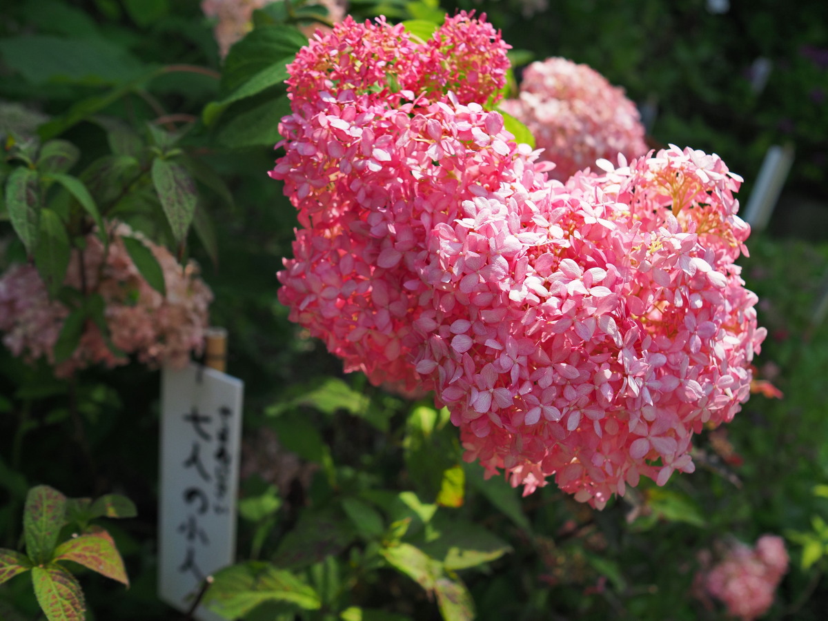 f:id:otaku4160:20190626051640j:plain f:id:otaku4160:20190626051640j:plain