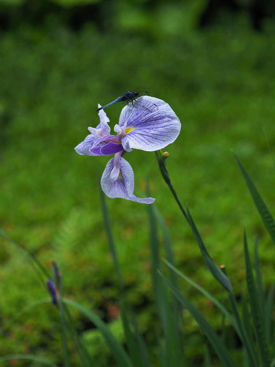 f:id:otaku4160:20190629143216j:plain f:id:otaku4160:20190629143216j:plain
