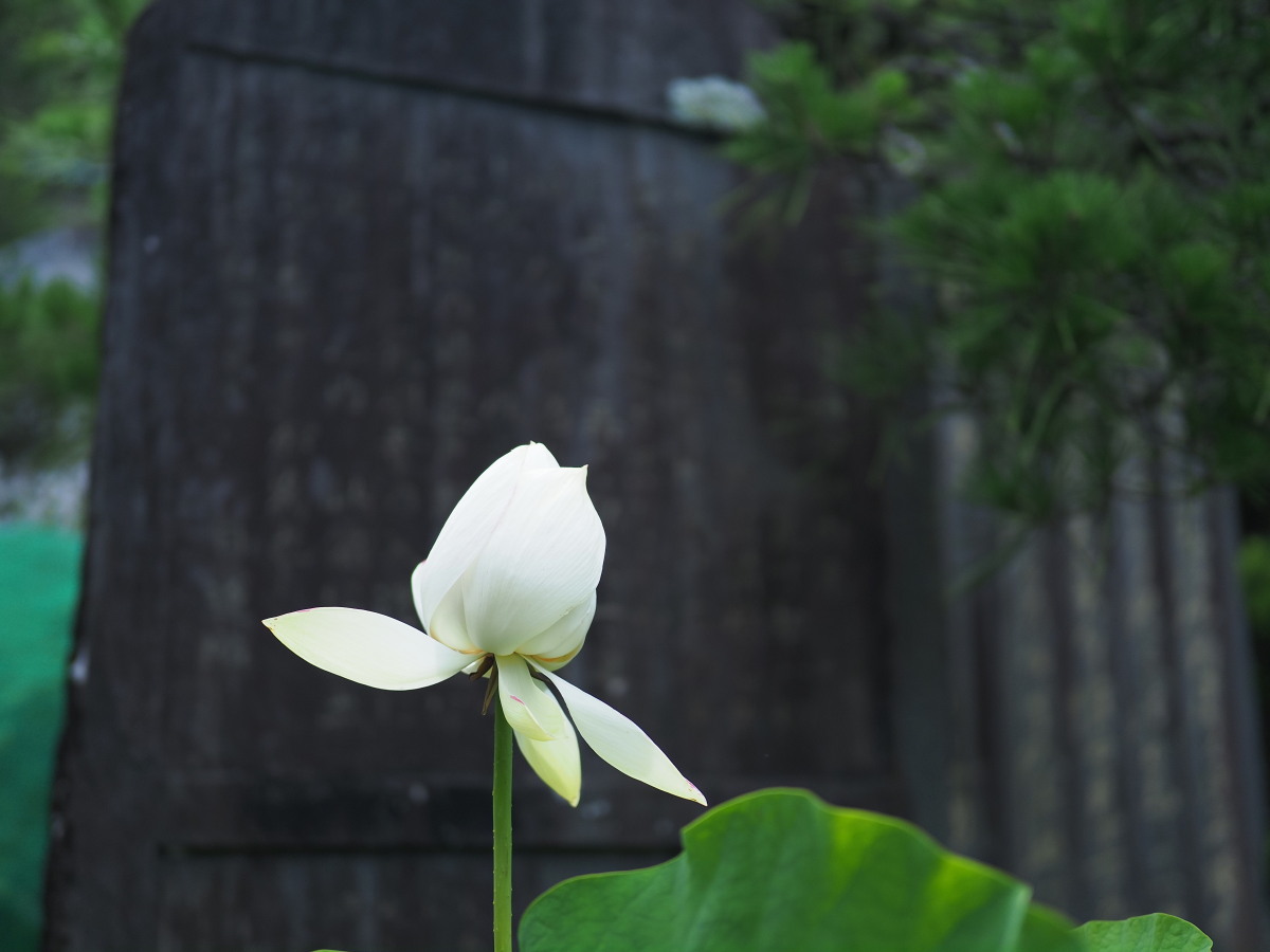 f:id:otaku4160:20190629143228j:plain f:id:otaku4160:20190629143228j:plain