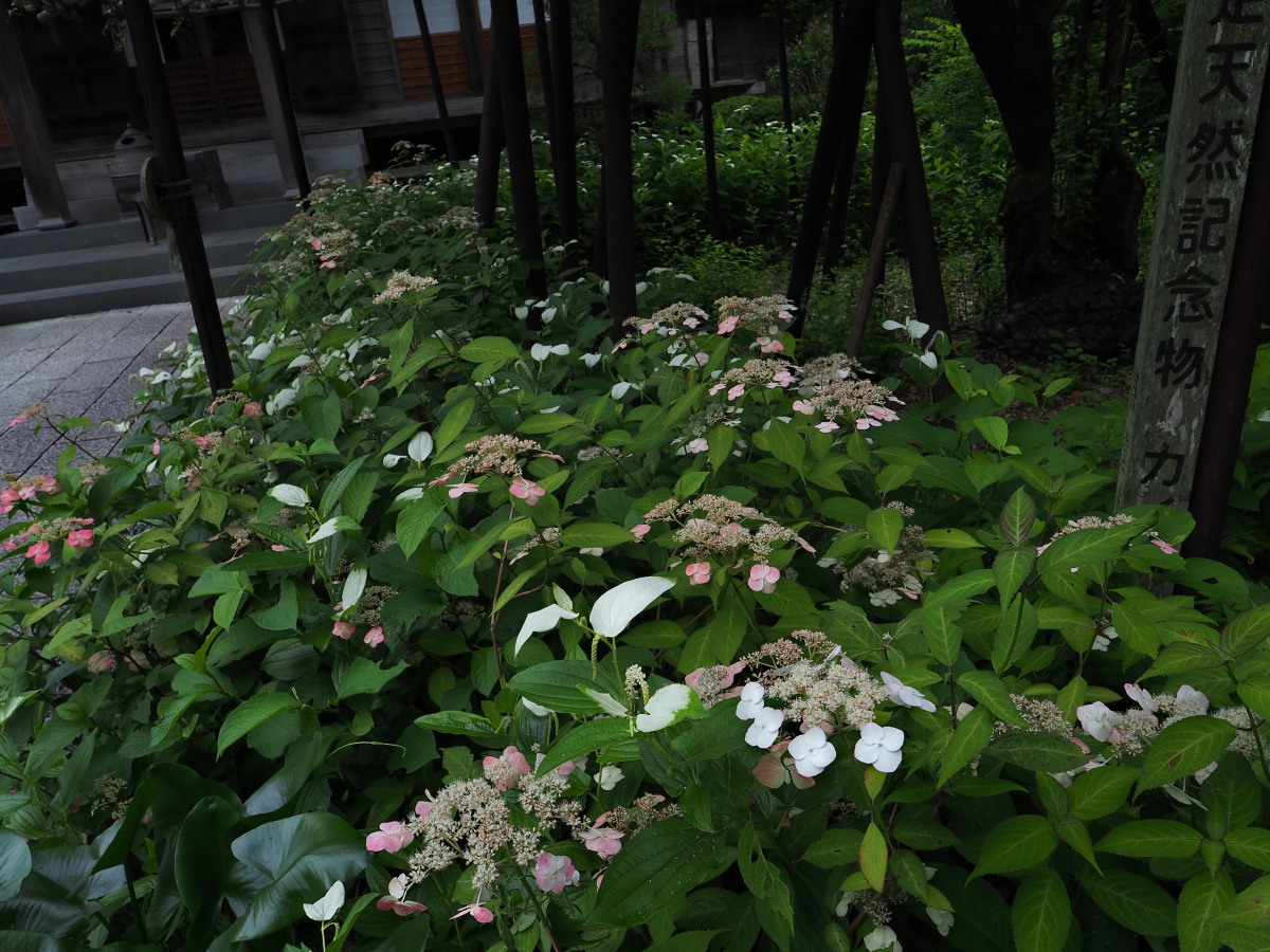 f:id:otaku4160:20190629143233j:plain f:id:otaku4160:20190629143233j:plain