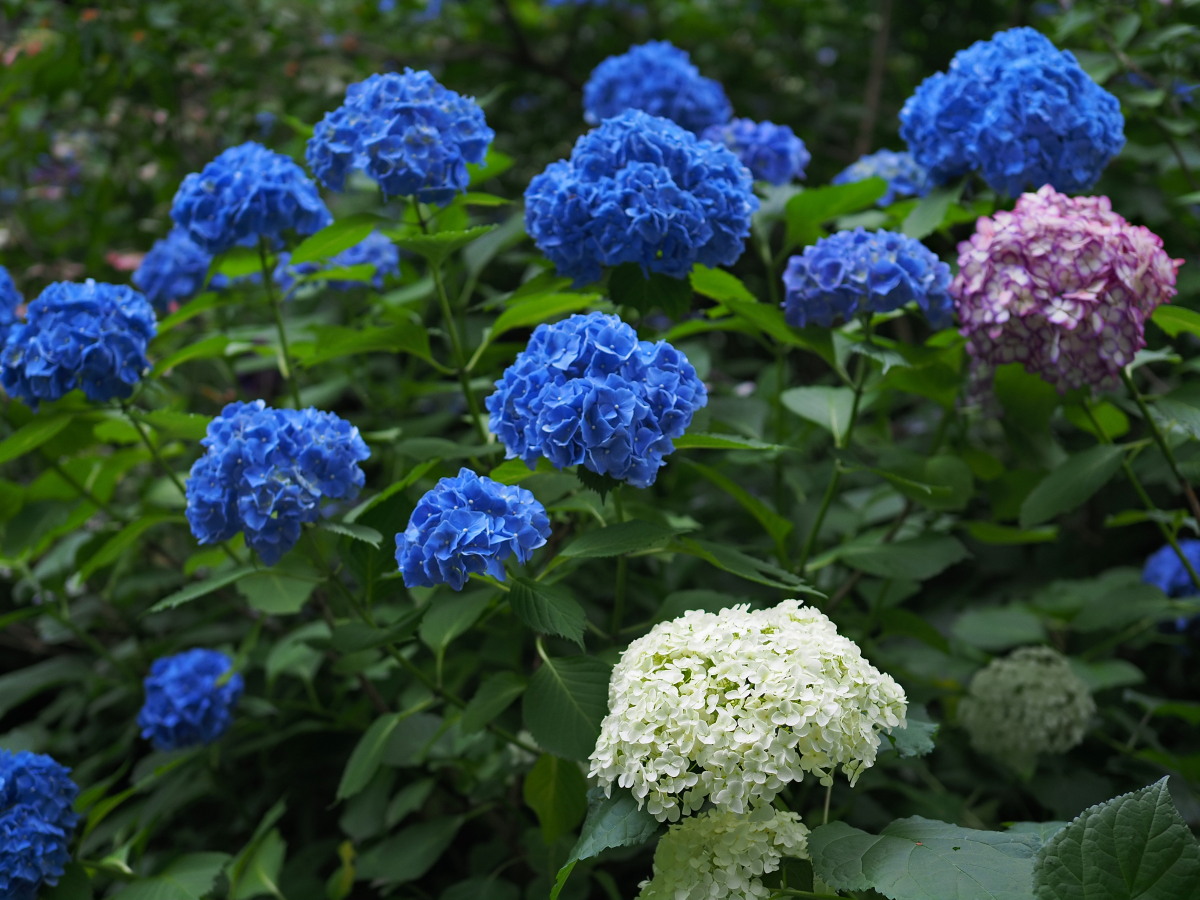 f:id:otaku4160:20190629143255j:plain f:id:otaku4160:20190629143255j:plain