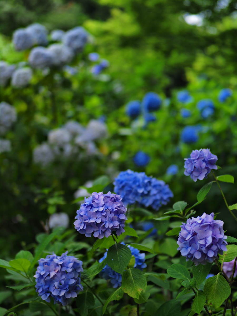 f:id:otaku4160:20190629143309j:plain f:id:otaku4160:20190629143309j:plain