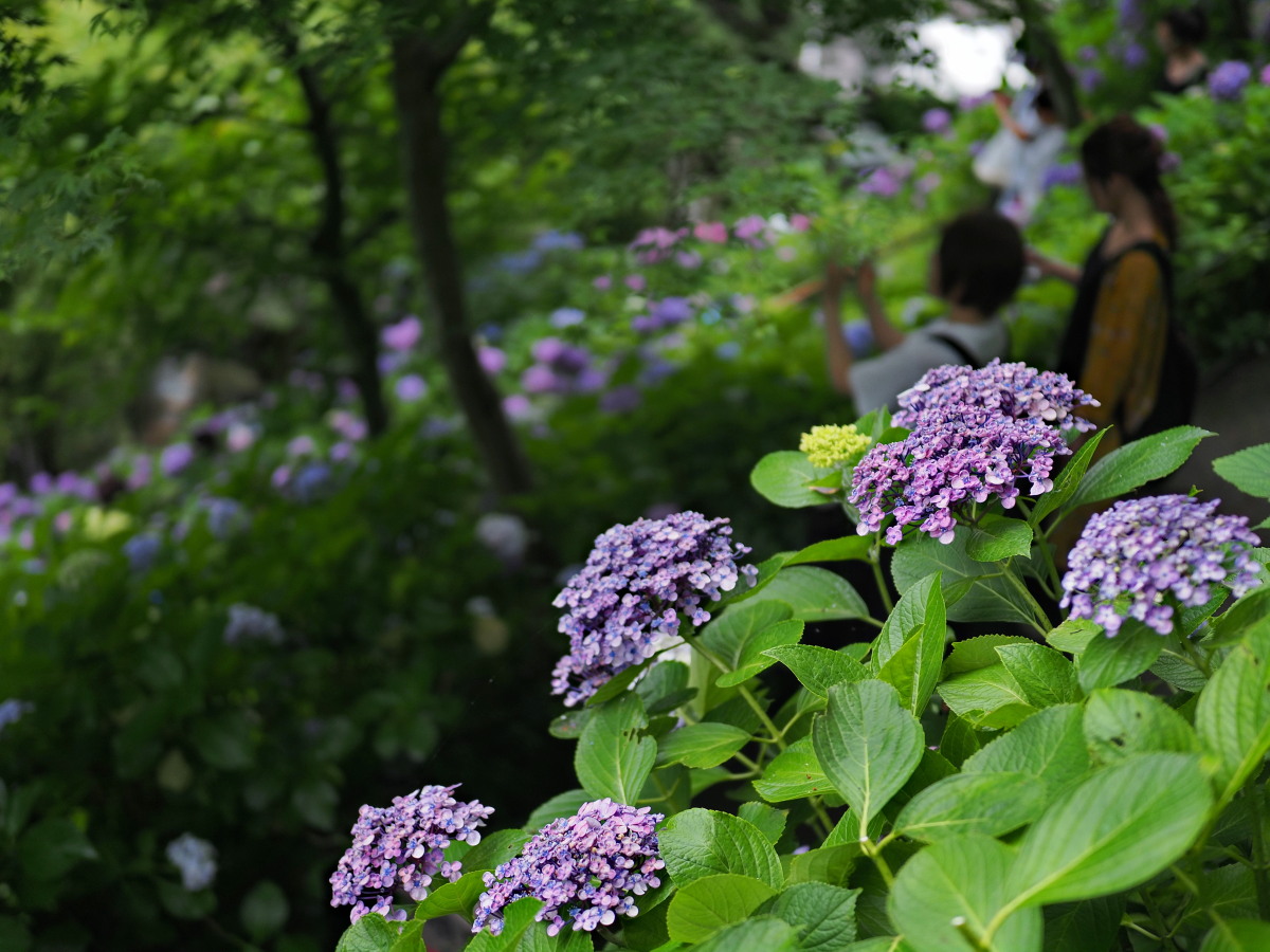 f:id:otaku4160:20190629143432j:plain f:id:otaku4160:20190629143432j:plain